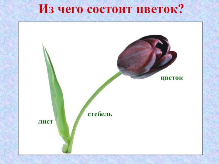 Из чего состоит цветок?стебельлистцветок