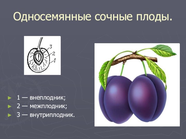 Односемянные сочные плоды.1 — внеплодник; 2 — межплодник; 3 — внутриплодник.
