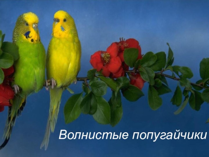 Волнистые попугайчики