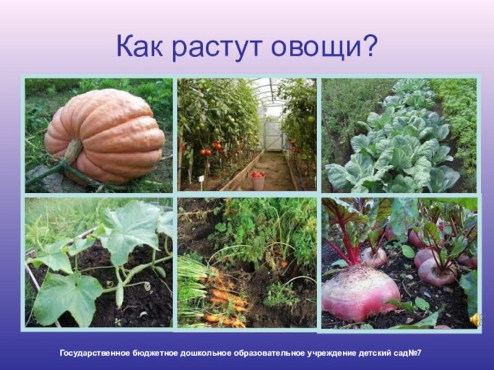 Как растут овощи?Государственное бюджетное дошкольное образовательное учреждение детский сад№7