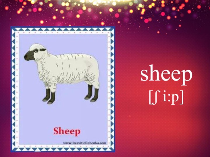 sheep [ʃ i:p]
