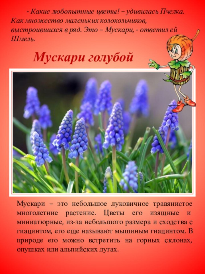 Мускари голубойМускари – это небольшое луковичное травянистое многолетние растение. Цветы его изящные