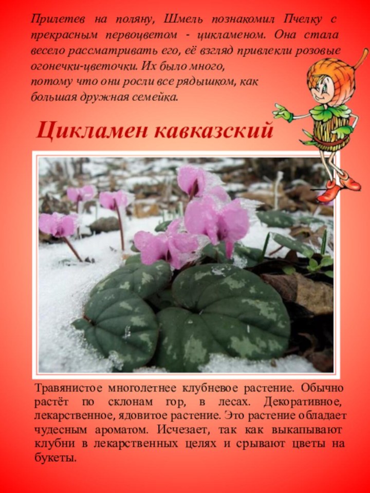 Цикламен кавказскийТравянистое многолетнее клубневое растение. Обычно растёт по склонам гор, в лесах.