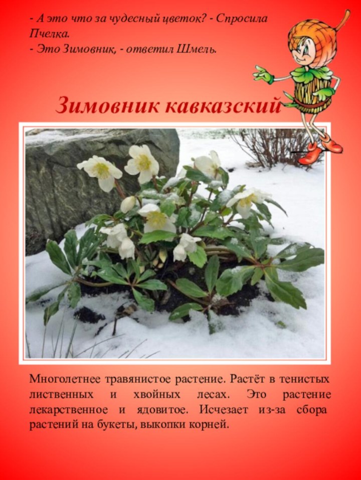 Зимовник кавказскийМноголетнее травянистое растение. Растёт в тенистых лиственных и хвойных лесах. Это