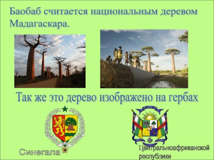 Баобаб считается национальным деревом  Мадагаскара.Так же это дерево изображено на гербахЦентральноафриканской  республикиСинегала