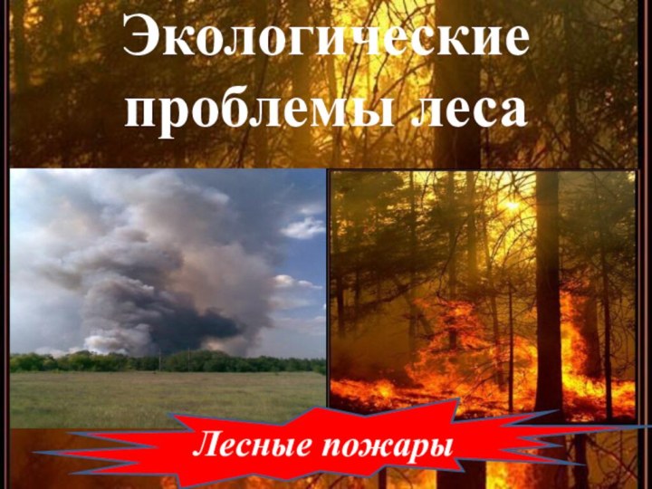 Экологические проблемы лесаЛесные пожары