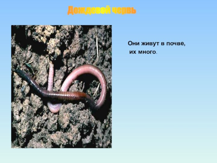 Дождевой червь Они живут в почве, их много.