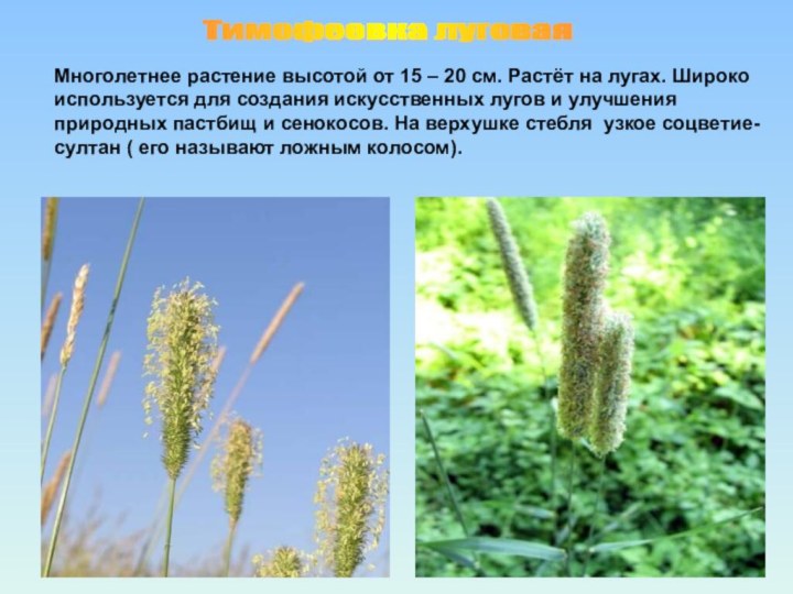 Тимофеевка луговая Многолетнее растение высотой от 15 – 20 см. Растёт на