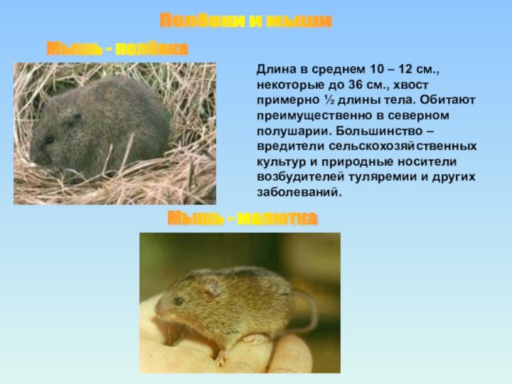 Мышь - малютка Мышь - полёвка Полёвки и мыши Длина в среднем