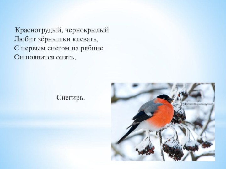 Красногрудый, чернокрылый      Любит зёрнышки клевать.      С первым снегом на рябине      Он появится опять.Снегирь.