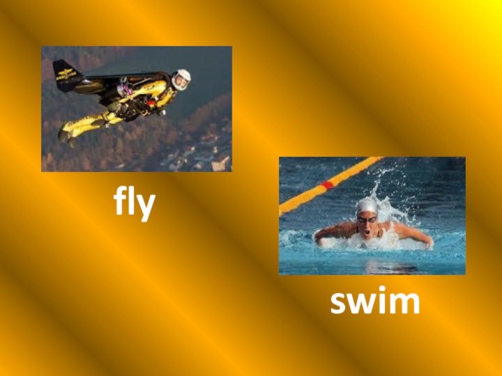 flyswim