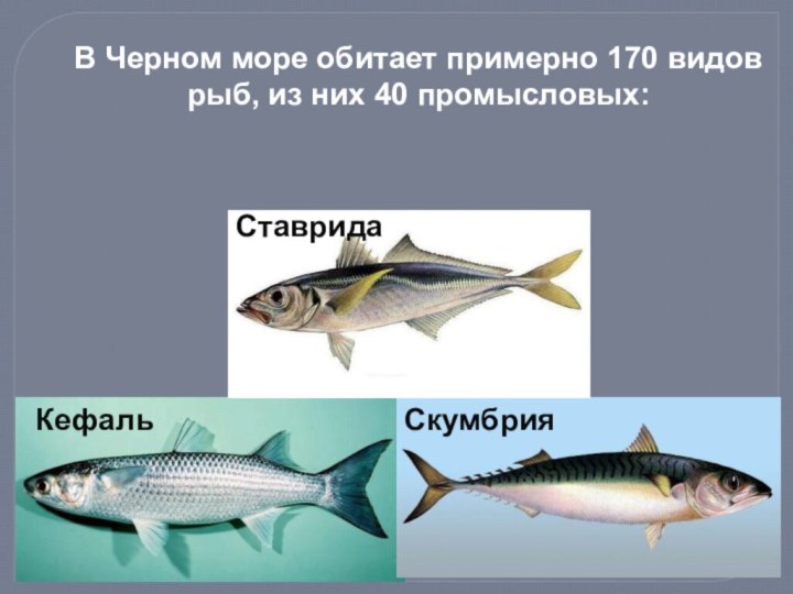 КефальСкумбрияВ Черном море обитает примерно 170 видов рыб, из них 40 промысловых:Ставрида