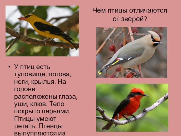 Чем птицы отличаются  от зверей?У птиц есть туловище, голова, ноги, крылья.
