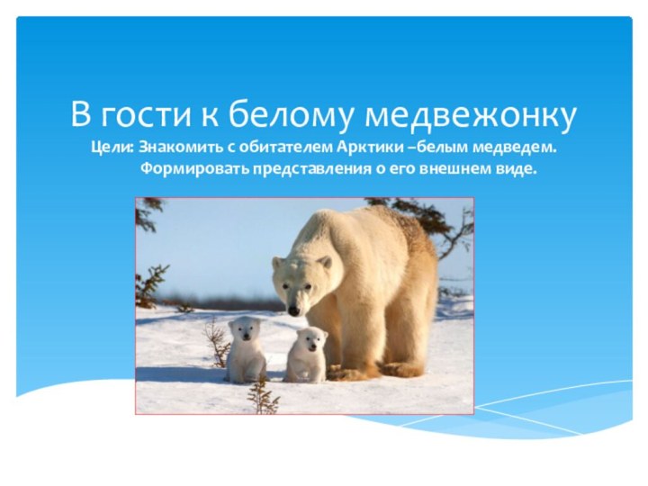 В гости к белому медвежонку Цели: Знакомить с обитателем Арктики –белым медведем.