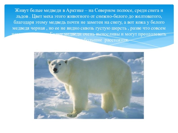 Живут белые медведи в Арктике – на Северном полюсе, среди снега и