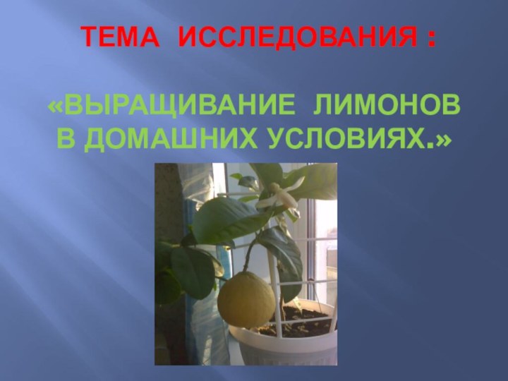 Тема исследования :   «Выращивание лимонов в домашних условиях.»