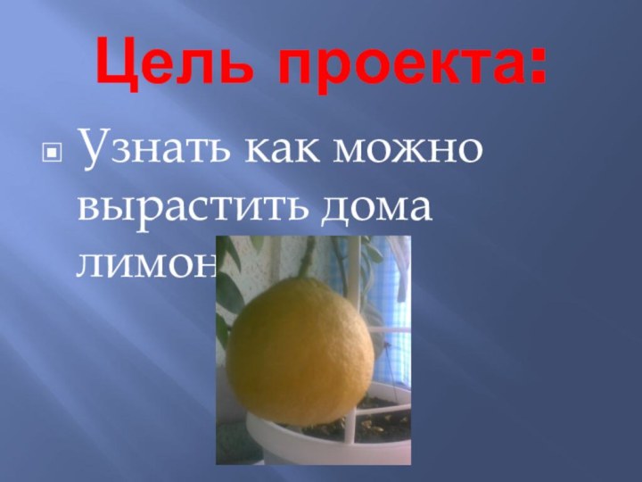 Цель проекта:Узнать как можно вырастить дома лимон.