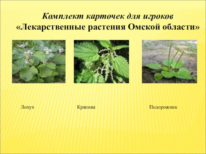 Комплект карточек для игроков «Лекарственные растения Омской области»Лопух