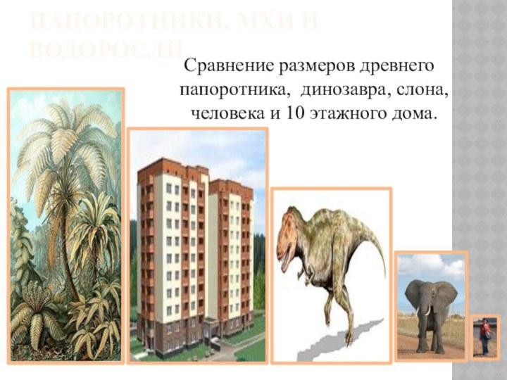 Папоротники, мхи и водоросли.Сравнение размеров древнего папоротника, динозавра, слона, человека и 10 этажного дома.