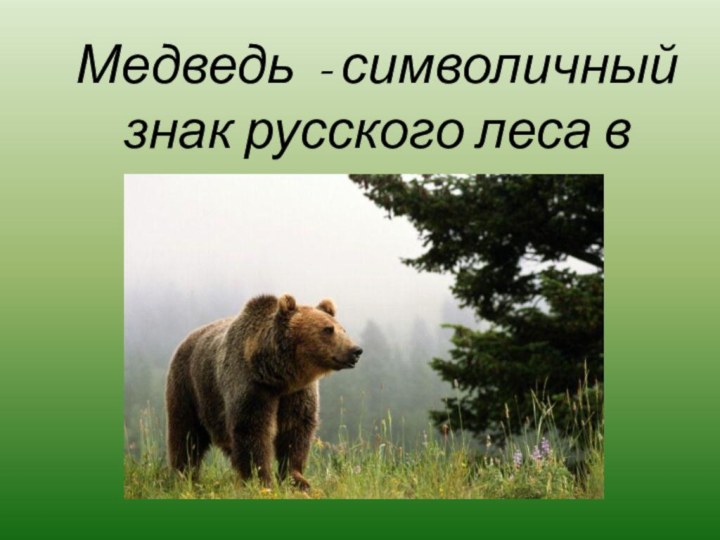 Медведь - символичный знак русского леса в России.