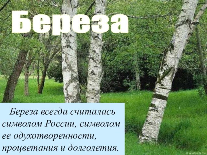 Береза  Береза всегда считалась символом России, символом ее одухотворенности, процветания и долголетия.
