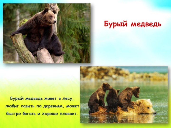 Бурый медведьБурый медведь живет в лесу, любит лазить по деревьям, может быстро бегать и хорошо плавает.