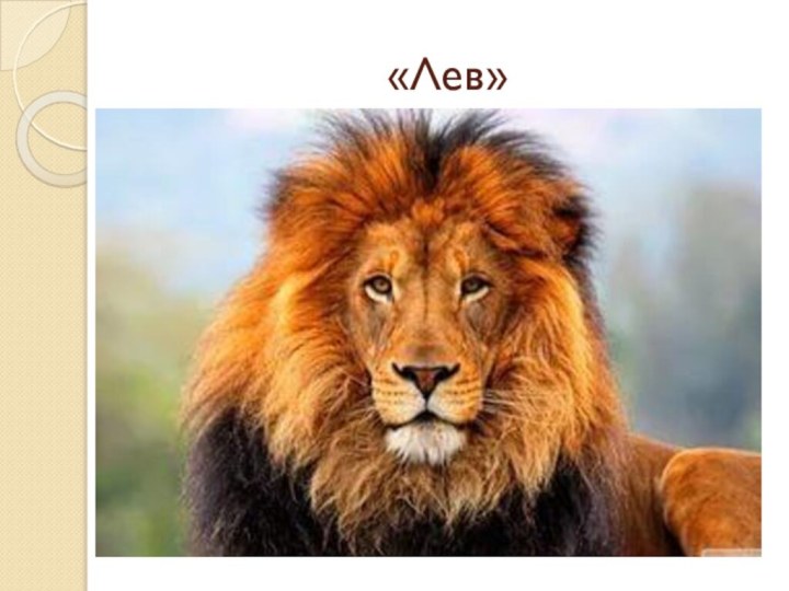«Лев»