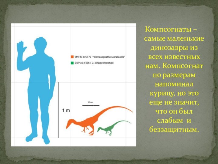 Компсогнаты – самые маленькие динозавры из всех известных нам. Компсогнат по размерам