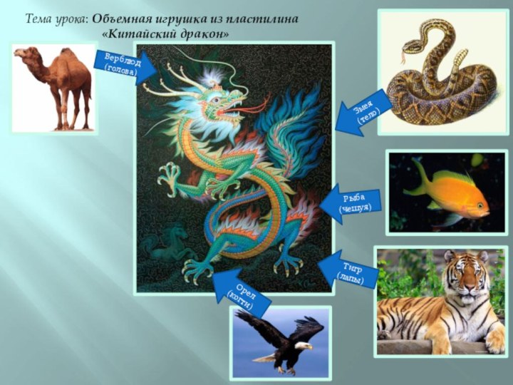 Рыба (чешуя)Змея (тело)Тема урока: Объемная игрушка из пластилина 			«Китайский дракон»Тигр (лапы)Орел (когти)Верблюд (голова)