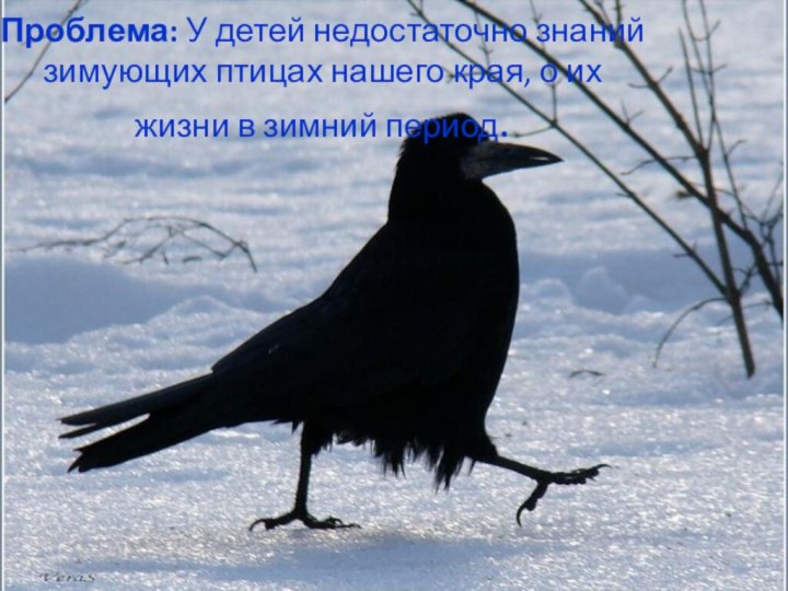 Проблема: У детей недостаточно знаний зимующих птицах нашего края, о их жизни в зимний период.