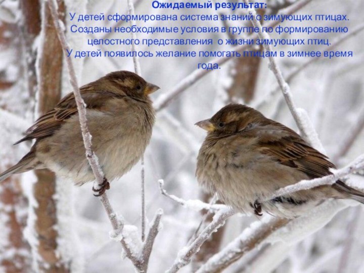 Ожидаемый результат:  У детей сформирована система знаний о зимующих птицах. Созданы