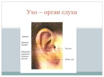 презентация урока по окружающему миру по теме: Ухо - орган слуха презентация урока для интерактивной доски по окружающему миру (2 класс) по теме