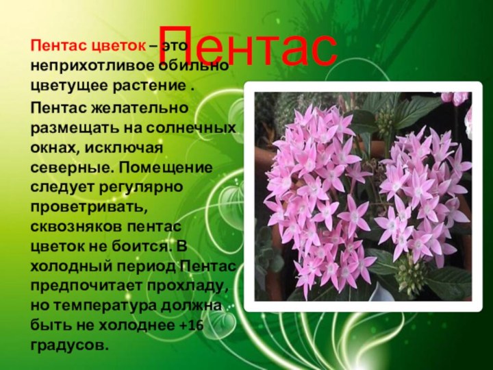 ПентасПентас цветок – это неприхотливое обильно цветущее растение .Пентас желательно размещать на