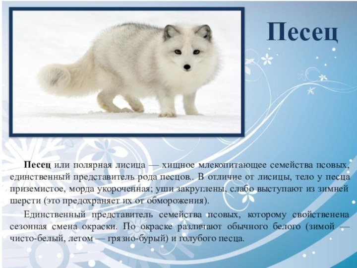 ПесецПесец или полярная лисица — хищное млекопитающее семейства псовых, единственный представитель рода