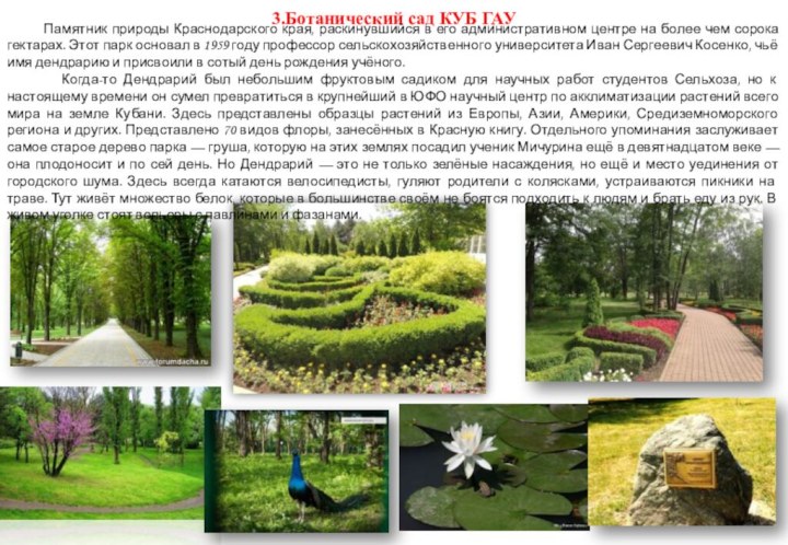 3.Ботанический сад КУБ ГАУ    Памятник природы Краснодарского края, раскинувшийся