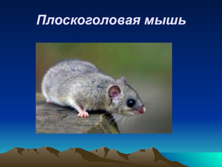 Плоскоголовая мышь