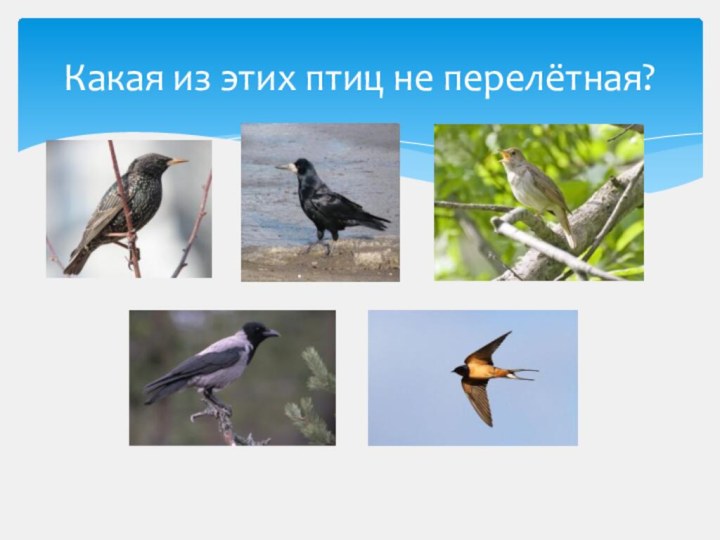 Какая из этих птиц не перелётная?