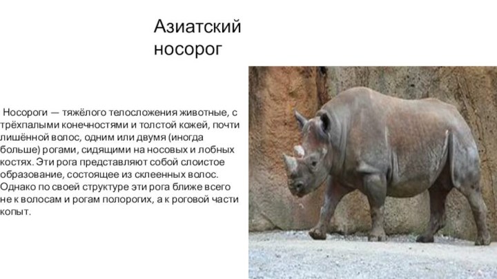 Азиатский носорог Носороги — тяжёлого телосложения животные, с трёхпалыми конечностями и толстой