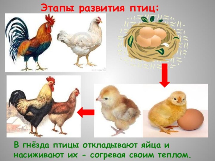 Этапы развития птиц:В гнёзда птицы откладывают яйца и насиживают их - согревая своим теплом.