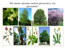 презентация к уроку окружающий мир 2 класс УМК Школа России тема: Какие бывают растения?