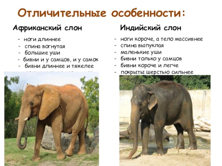 Отличительные особенности:Африканский слонИндийский слонноги короче, а тело массивнееспина выпуклая маленькие ушибивни только