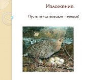 Изложение  Пусть птица выводит птенцов методическая разработка по русскому языку (3 класс)
