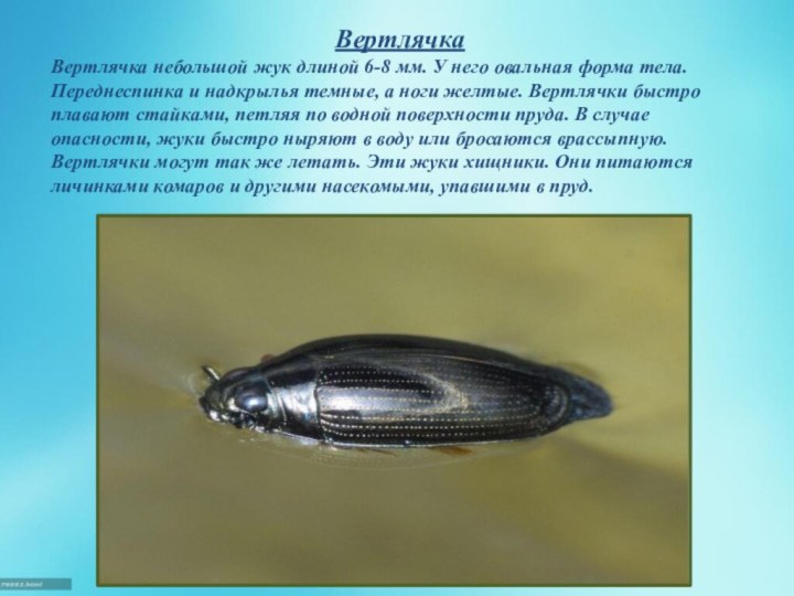 ВертлячкаВертлячка небольшой жук длиной 6-8 мм. У него овальная форма тела. Переднеспинка