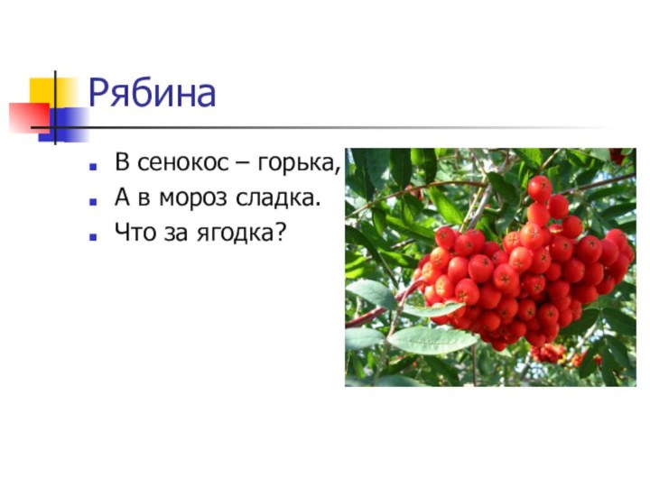РябинаВ сенокос – горька,А в мороз сладка.Что за ягодка?