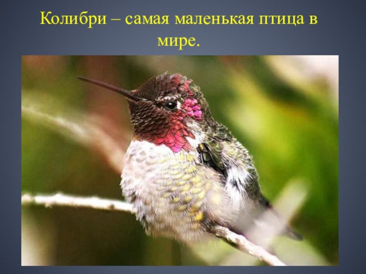 Колибри – самая маленькая птица в мире.