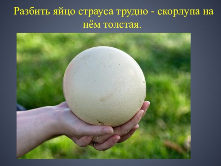 Разбить яйцо страуса трудно - скорлупа на нём толстая.