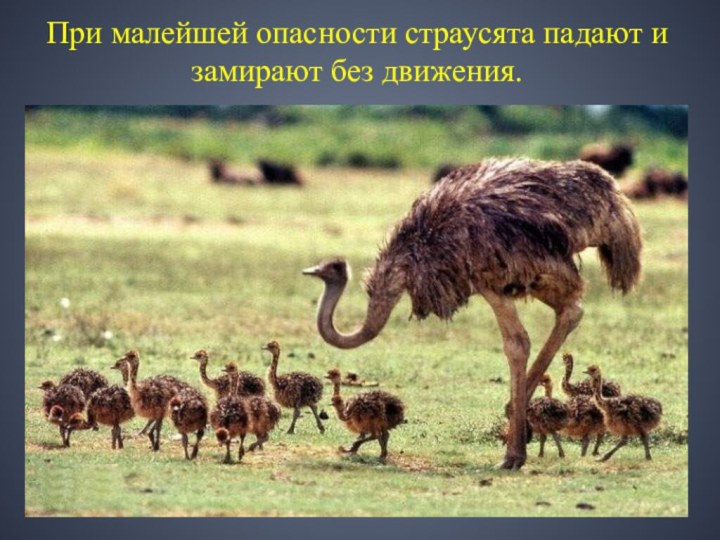 При малейшей опасности страусята падают и замирают без движения.