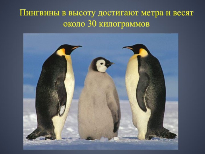 Пингвины в высоту достигают метра и весят около 30 килограммов