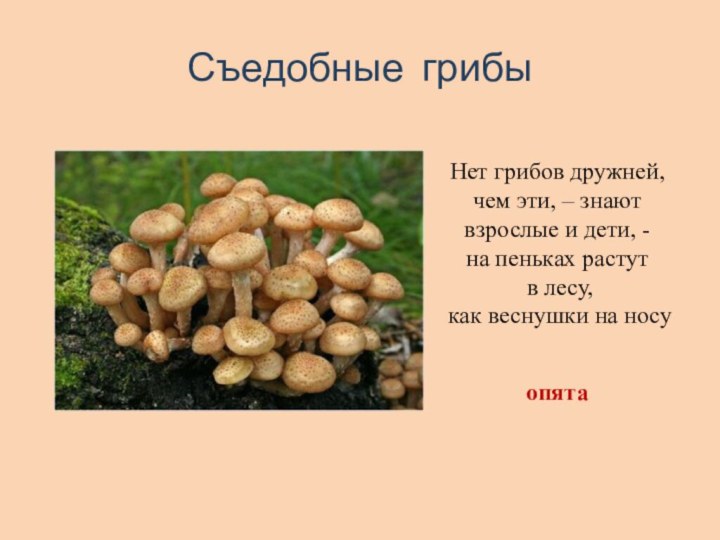 Съедобные грибыНет грибов дружней, чем эти, – знают взрослые и дети,