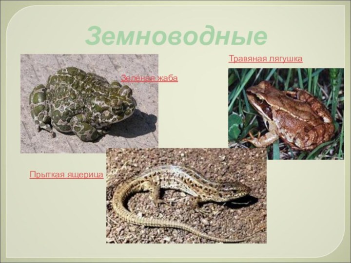 ЗемноводныеЗелёная жабаТравяная лягушкаПрыткая ящерица